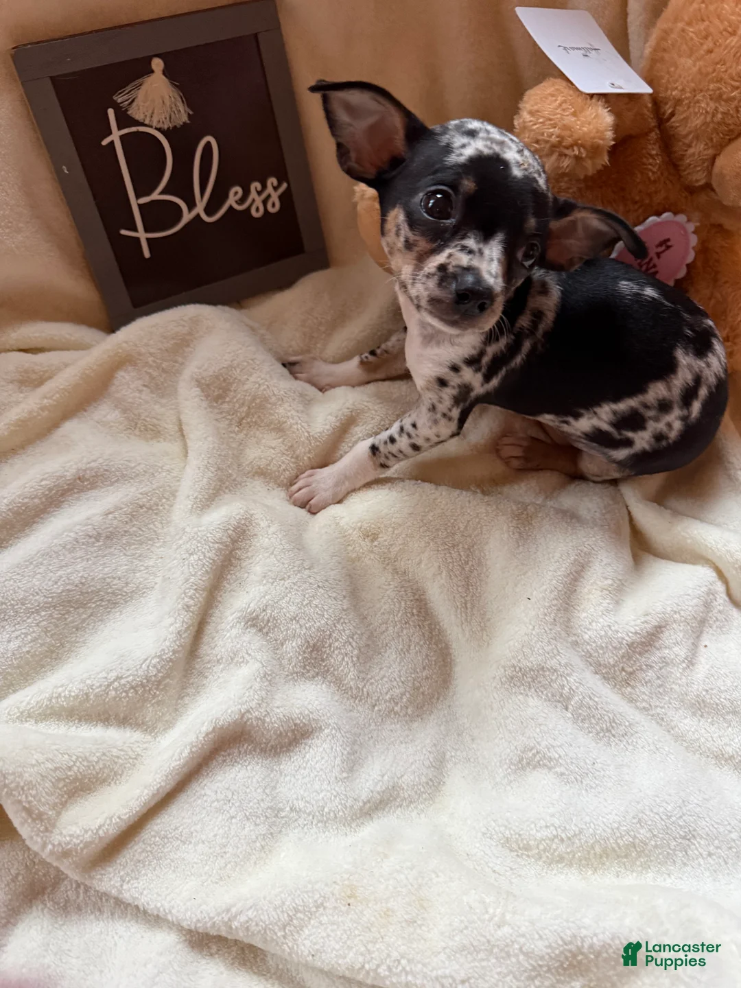 Chihuahua dogs for sale: Bandit - Ad 2