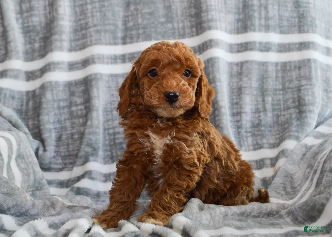 Miniature Poodle dogs for sale: Finn - Ad 1