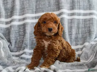 Miniature Poodle dogs for sale: Finn - Ad 2