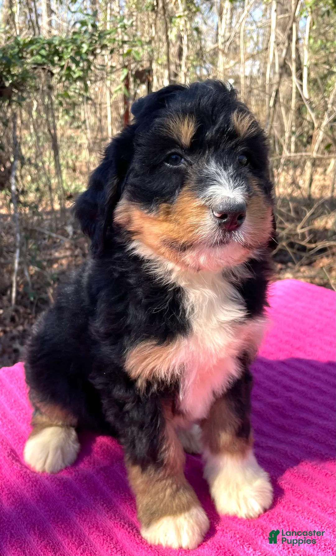Bernedoodle dogs for sale: Ann - Ad 4