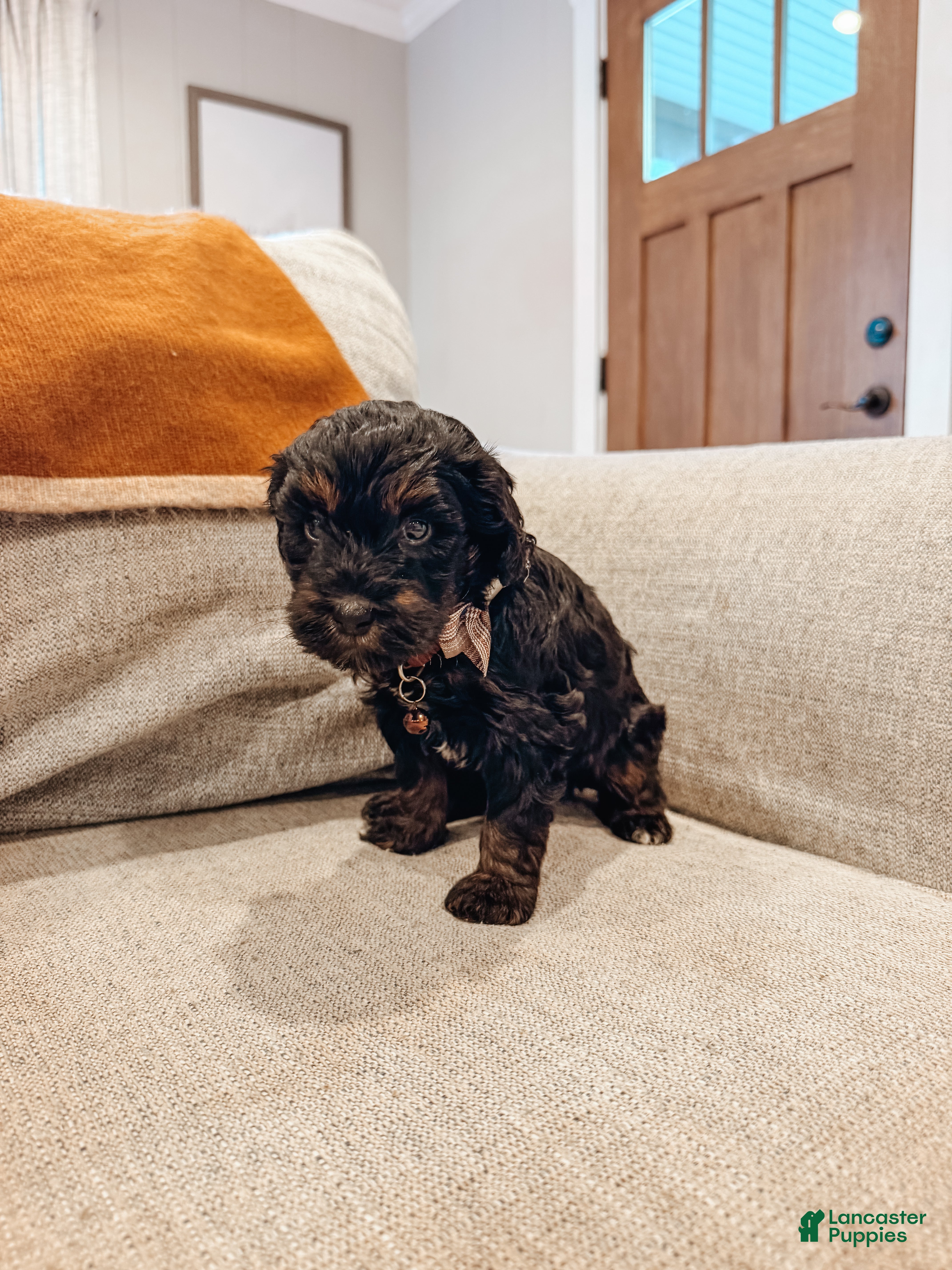 Aussiedoodle dogs for sale: Hank - Ad 2