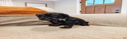 Aussiedoodle dogs for sale: Hank - Ad 2