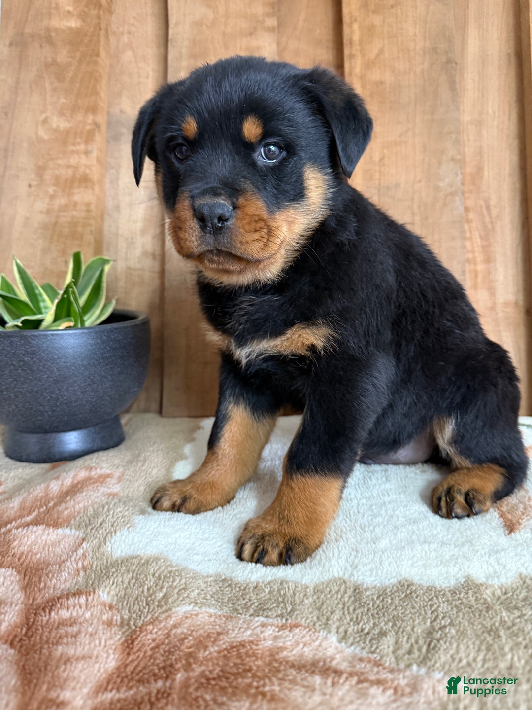 Rottweiler dogs for sale: Luke - Ad 3