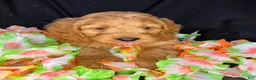 Cockapoo dogs for sale: Monte - Ad 4