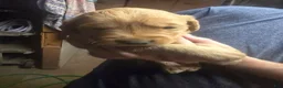 Golden Retriever dogs for sale: Yellow Girl - Ad 3