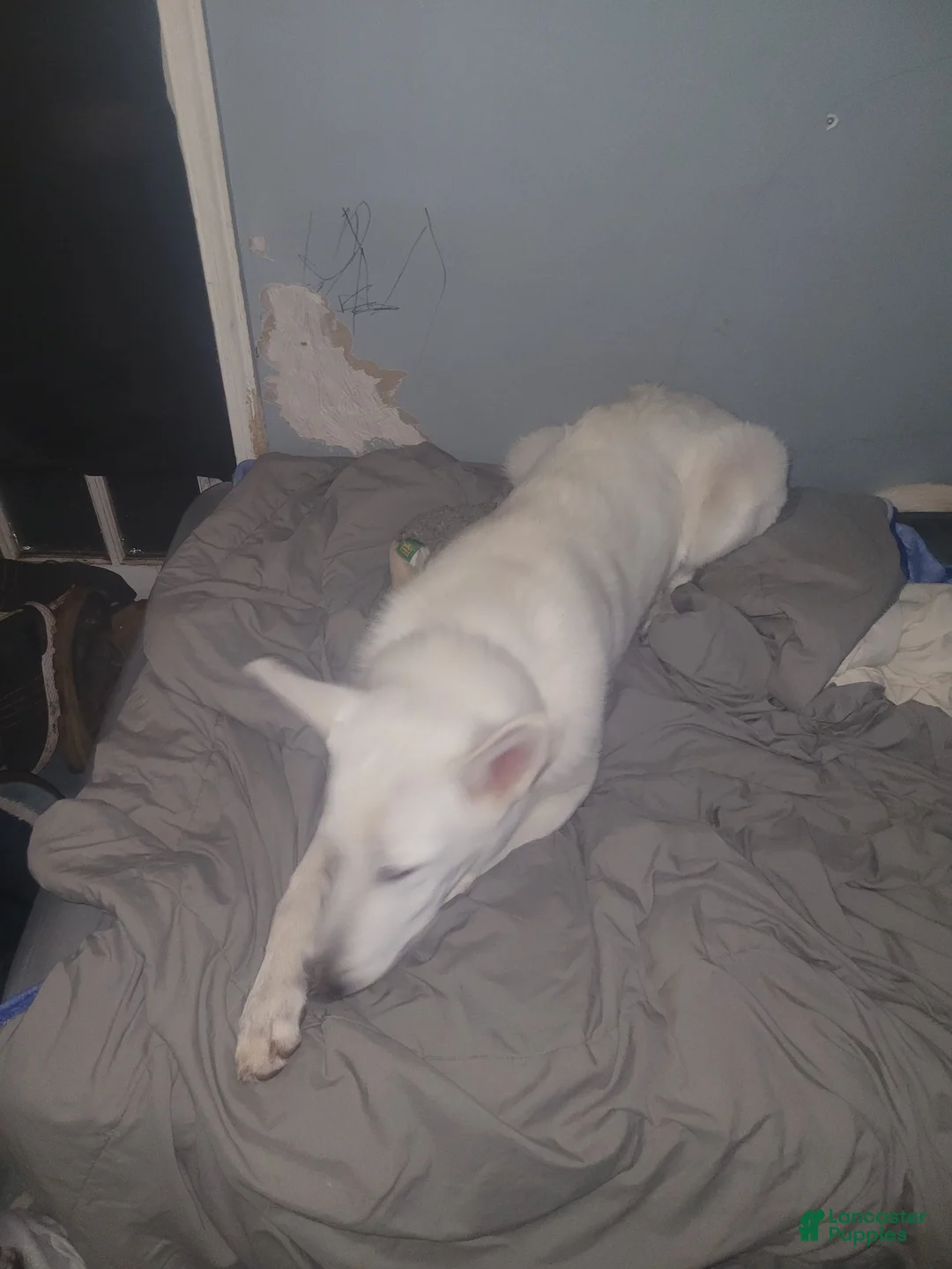 German Shepherd dogs for stud: shlyo's - Ad 9