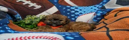 Shihpoo dogs for sale: Connolly Hypoallergenic - Ad 5