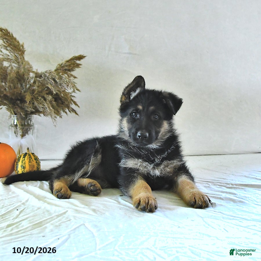 German Shepherd dogs Bailey - Ad 1