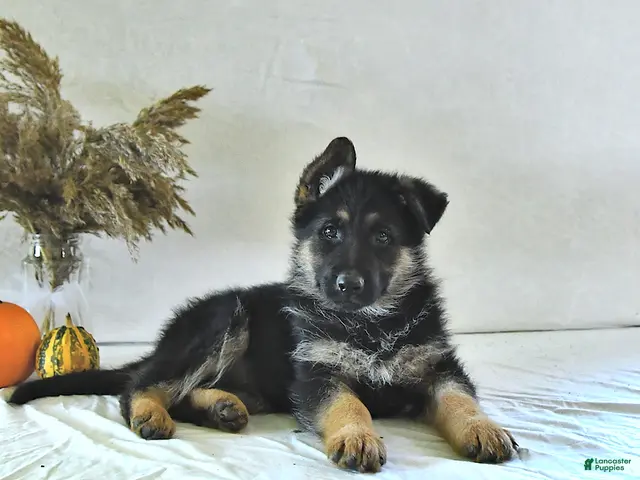 German Shepherd dogs for sale: Bailey - Ad 1