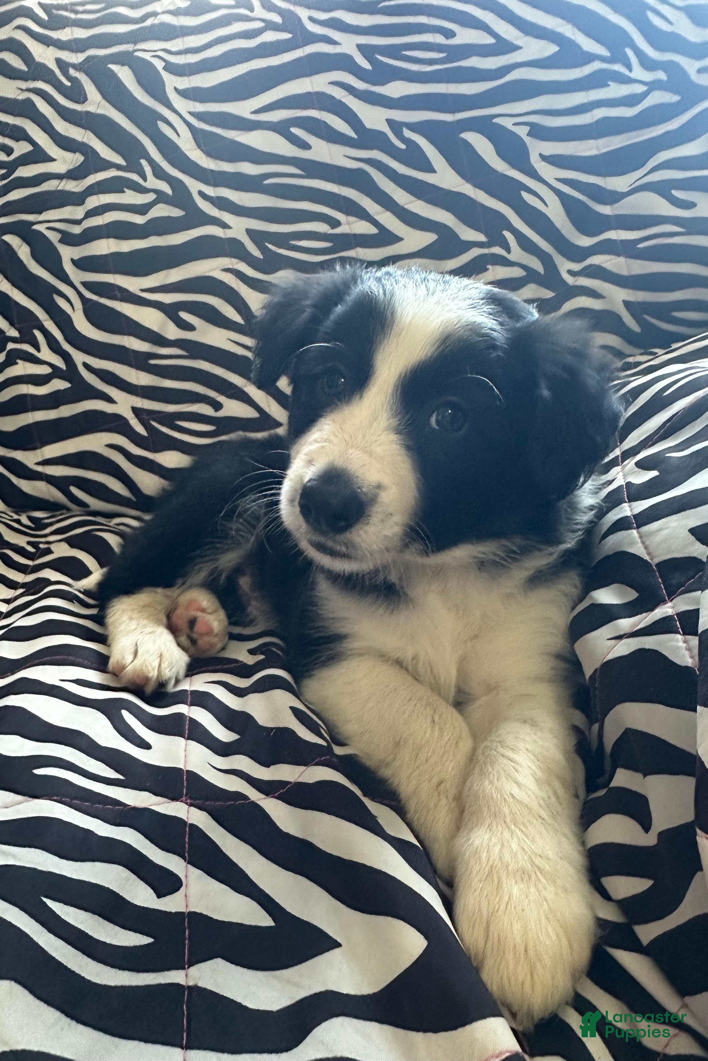 Border Collie dogs Border Collie Puppy 1 - Ad 18