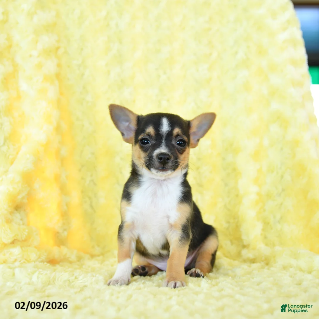 Chihuahua dogs for sale: Gunner - Ad 2