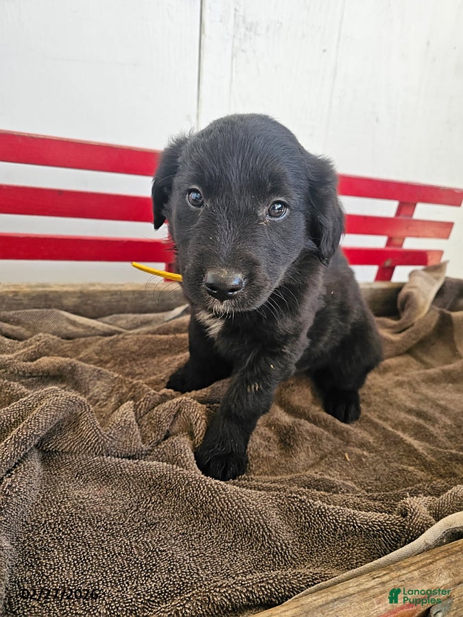 Mixed Breed dogs Lucy - Ad 1