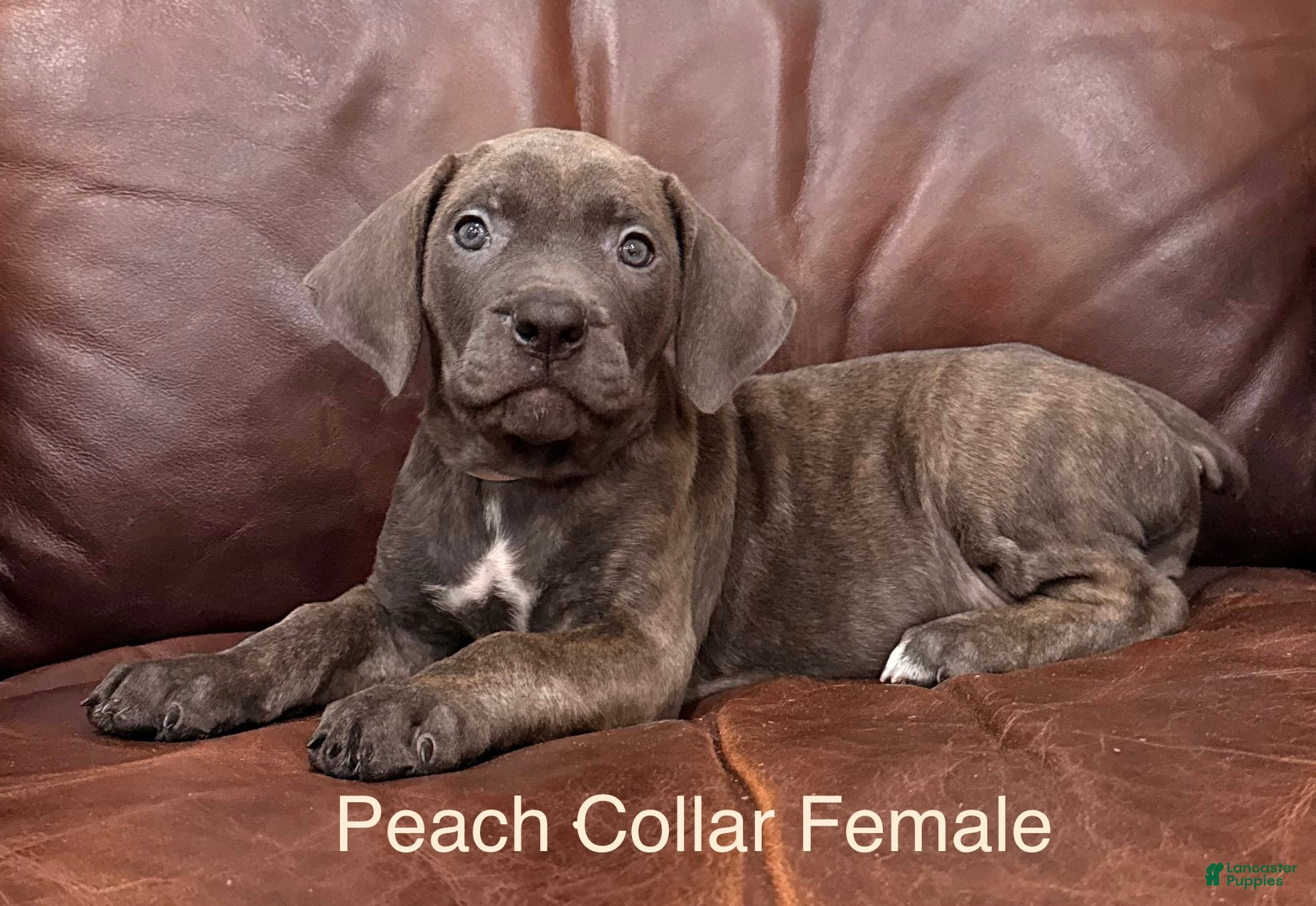 Cane Corso dogs Cane Corso Peach Collar F  - Ad 1