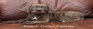 Cane Corso Peach Collar F 