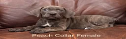 Cane Corso dogs for sale: Cane Corso Peach Collar F  - Ad 1
