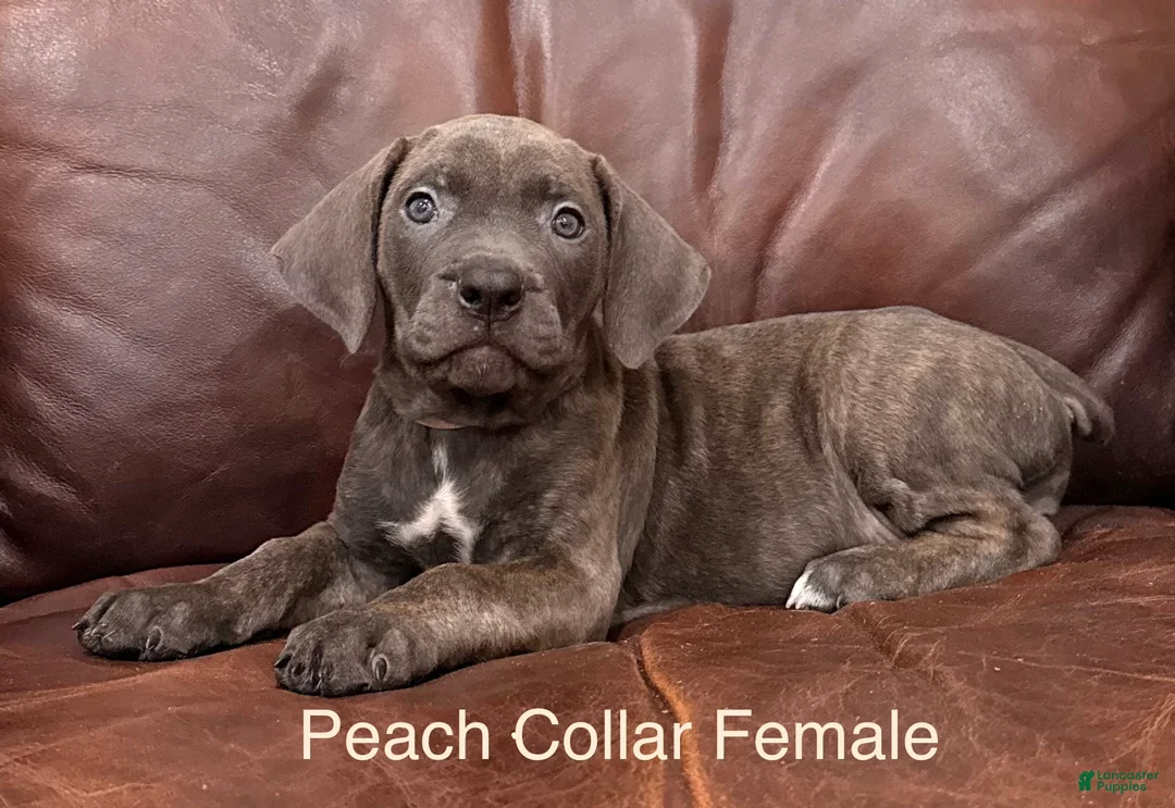 Cane Corso dogs for sale: Cane Corso Peach Collar F  - Ad 1