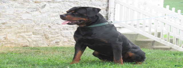 Bruno