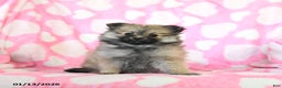 Pomeranian dogs for sale: Hilda - Ad 2