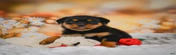 Rottweiler dogs for sale: Maggie - Ad 4