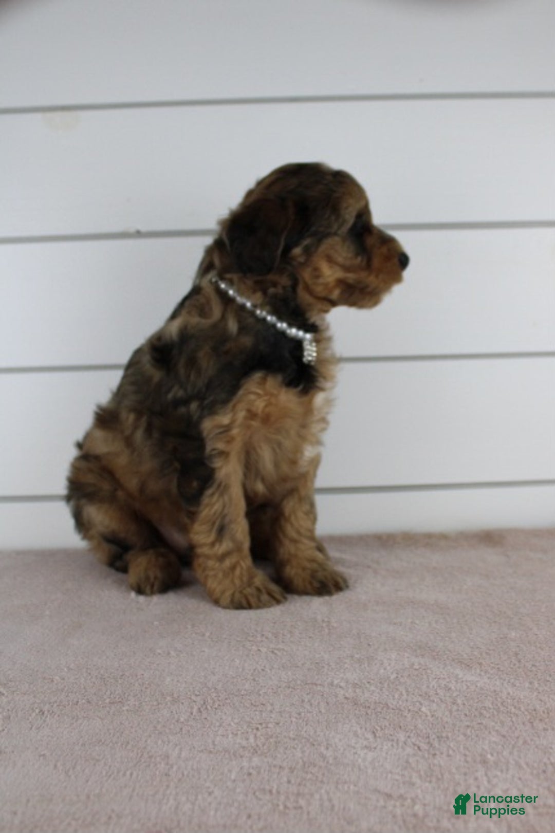 Yorkiepoo dogs for sale: GUNNER - Ad 7