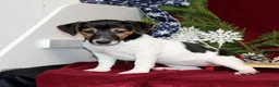 Jack Russell Terrier dogs for sale: Peppermint - Ad 1