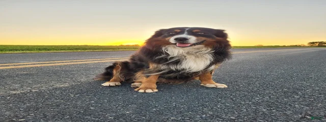 Beau