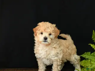 Mixed Breed dogs Caramel - Ad 2