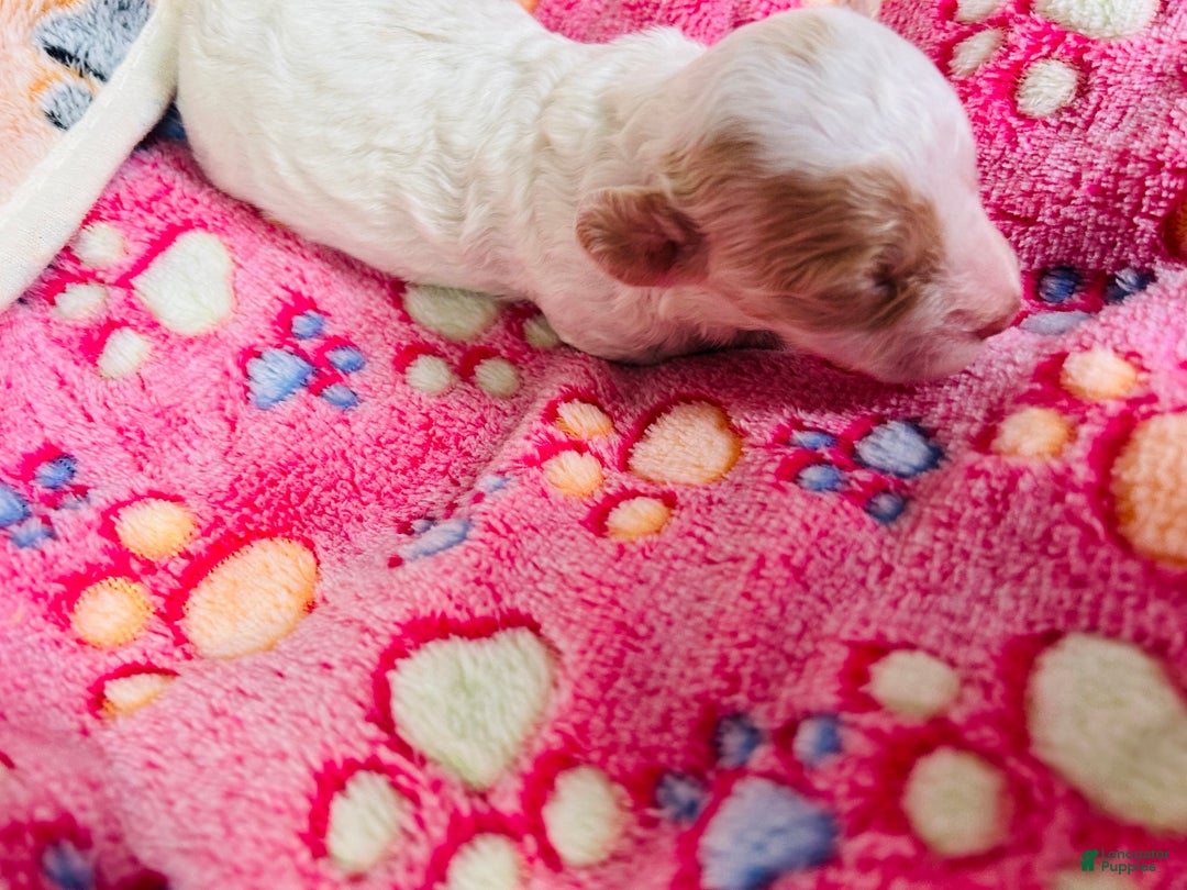 Cavapoo dogs for sale: Olaf - Ad 7