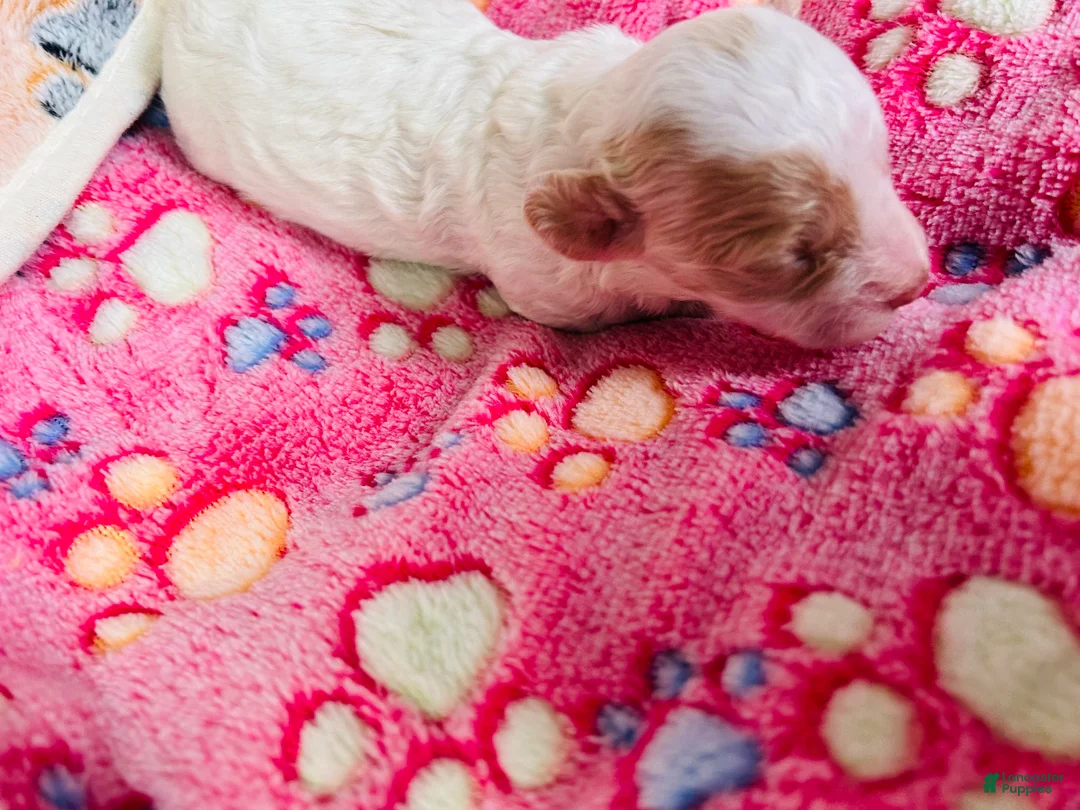 Cavapoo dogs for sale: Olaf - Ad 15