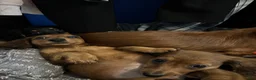 Dachshund dogs for sale: Dachshund 1 - Ad 2