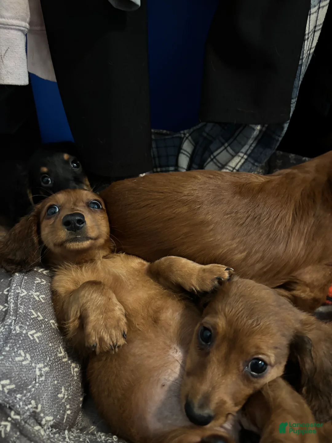 Dachshund dogs for sale: Dachshund 1 - Ad 2
