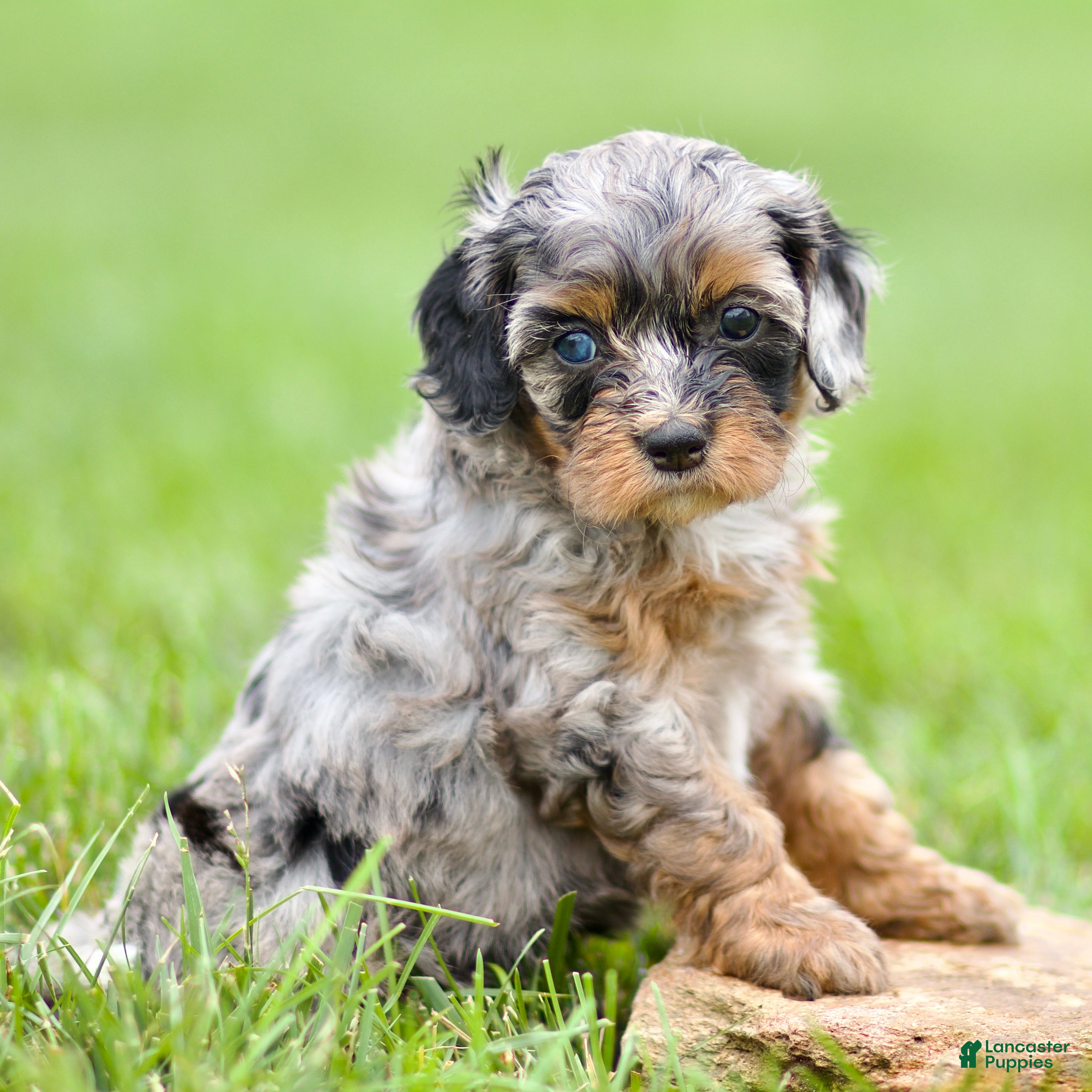 Cavapoo dogs Winnie - Ad 1