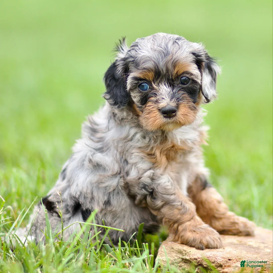 Cavapoo dogs for sale: Winnie - Ad 1