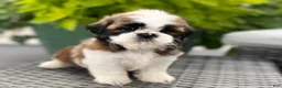 Shih Tzu dogs for sale: Lena - Ad 6