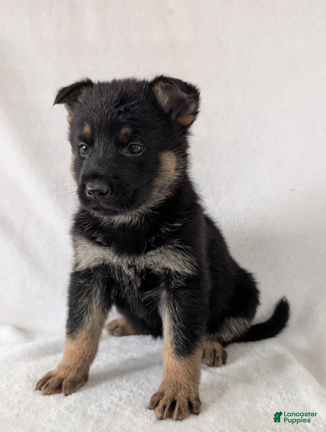 German Shepherd dogs for sale: Fancy  - Ad 10