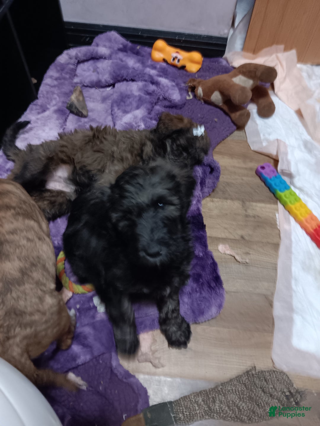 Labradoodle dogs for sale: Creamy mae - Ad 36