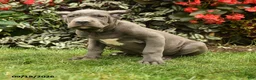Cane Corso dogs for sale: Lenny  - Ad 3