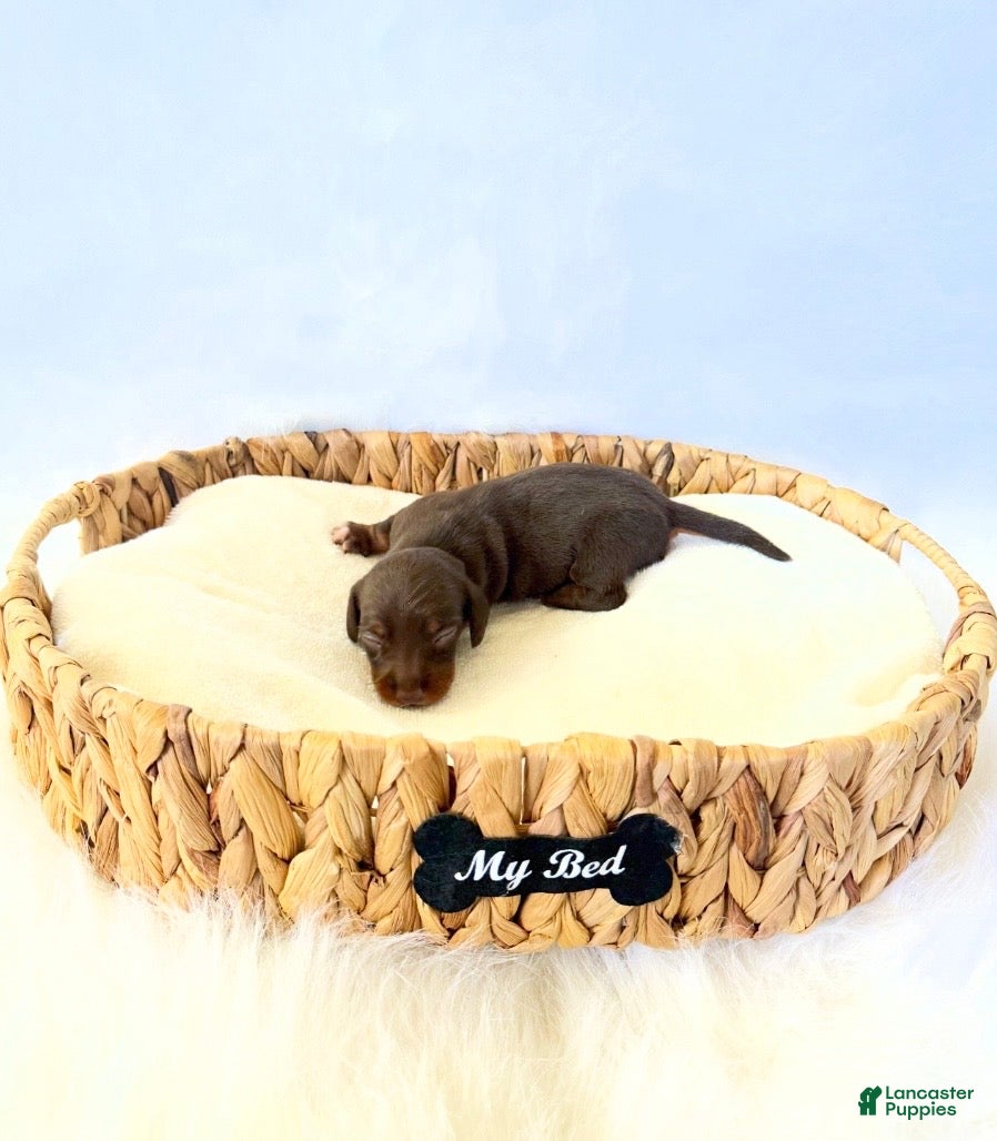 Miniature Dachshund dogs for sale: AKC Daisy - Ad 3