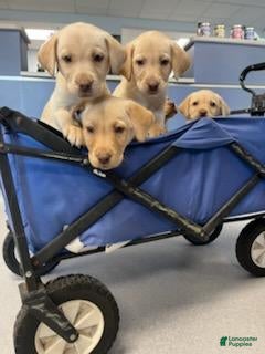 Labrador Retriever dogs Labrador Retriever Puppy 2 - Ad 26