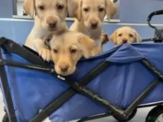 Labrador Retriever dogs Labrador Retriever Puppy 2 - Ad 26