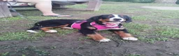 Bernese Mountain Dog dogs for sale: Bernese Mountain Dog 2 - Ad 3