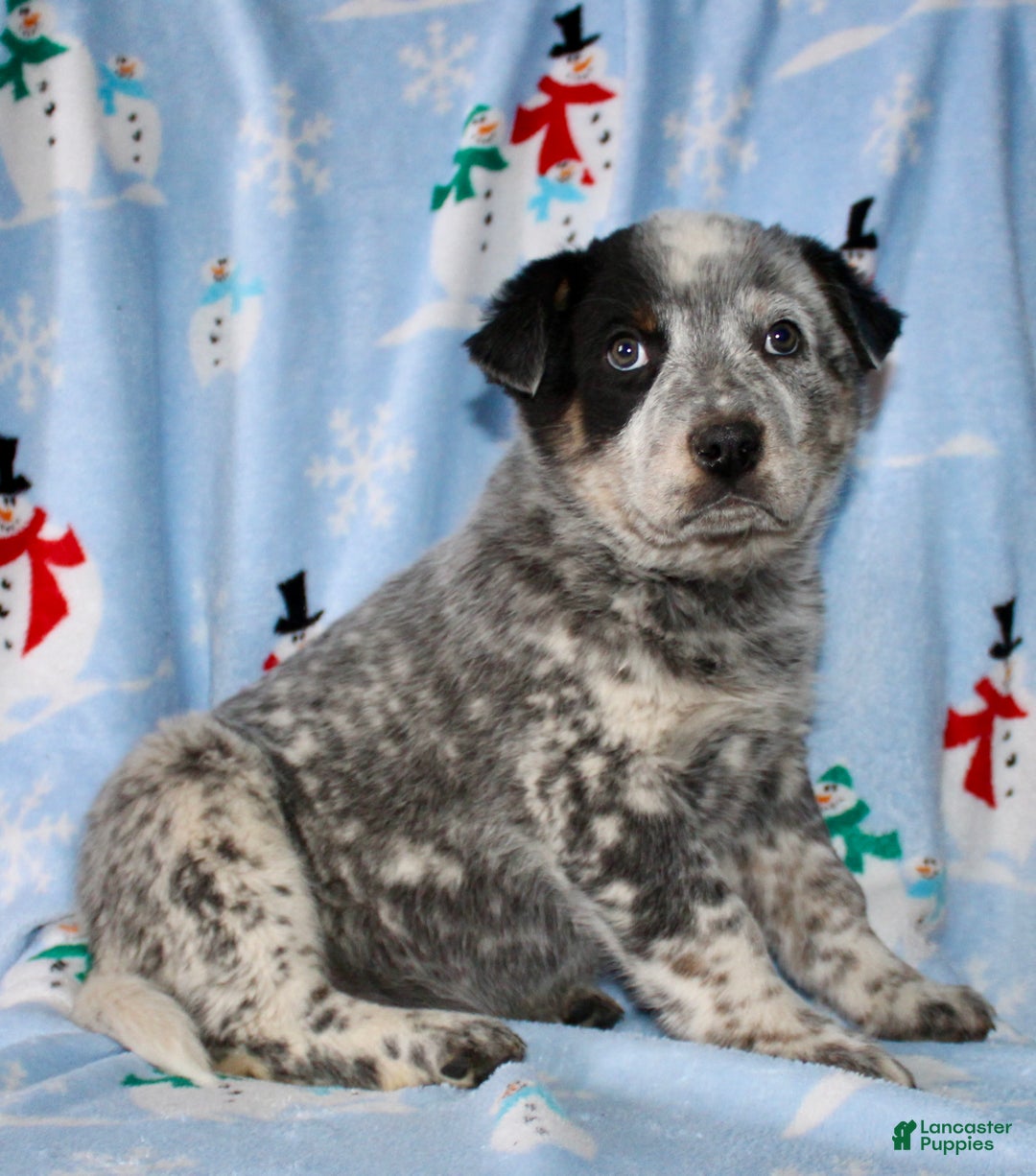 Australian Cattle Dog dogs for sale: Rusty - Ad 3
