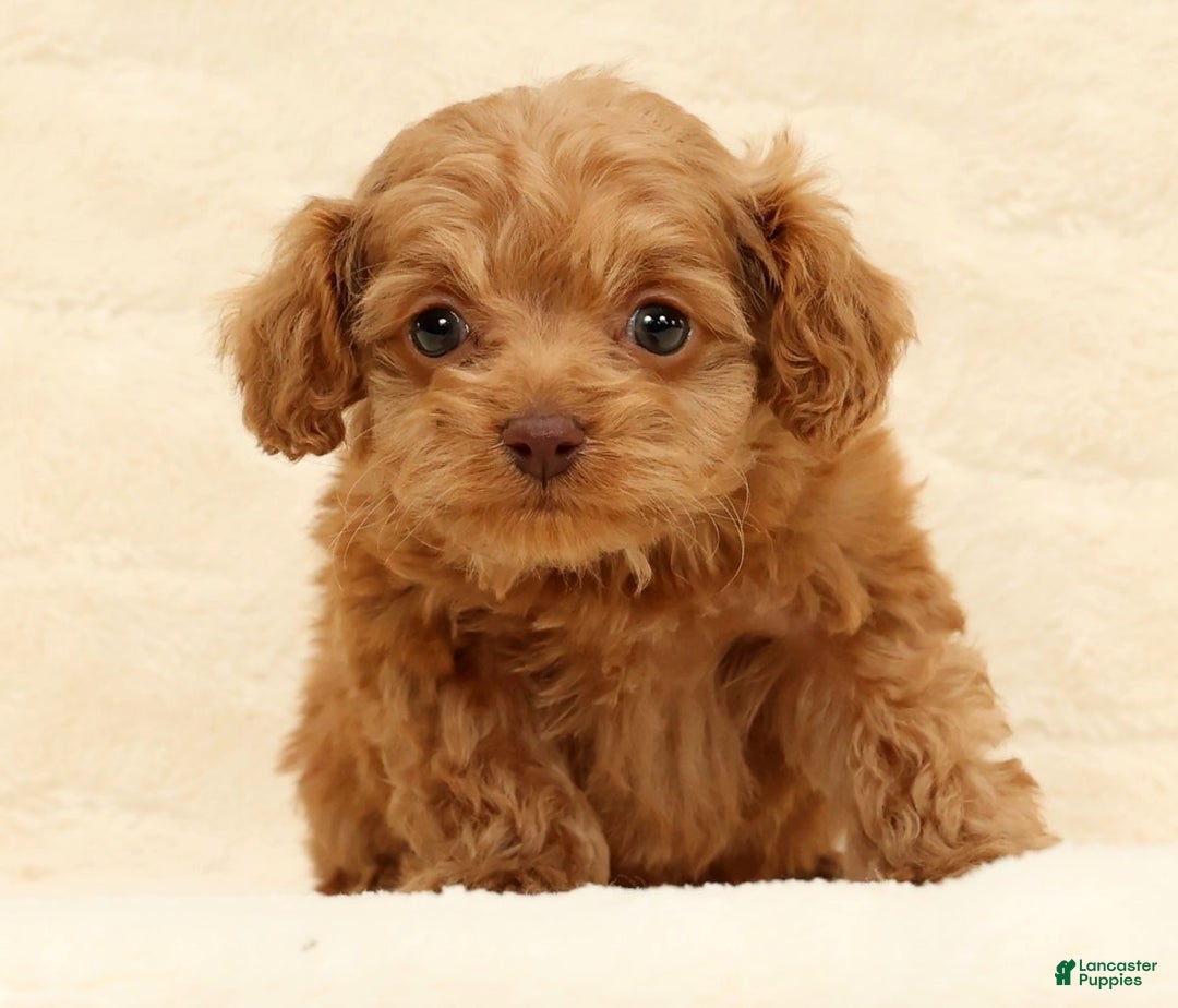 Cockapoo dogs for sale: Carson - Ad 3