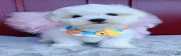 Malshi dogs for sale: 🩷Custard🩷 - Ad 4