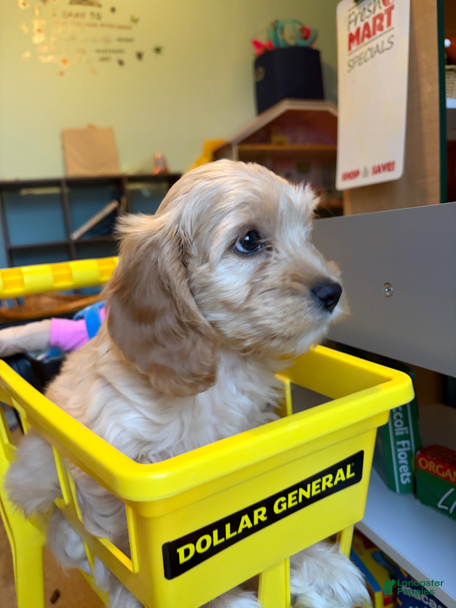 Cockapoo dogs Cockapoo Puppy 2 - Ad 2