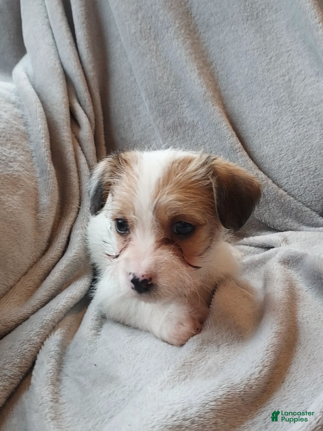 Jackapoo dogs for sale: Holly - Ad 4