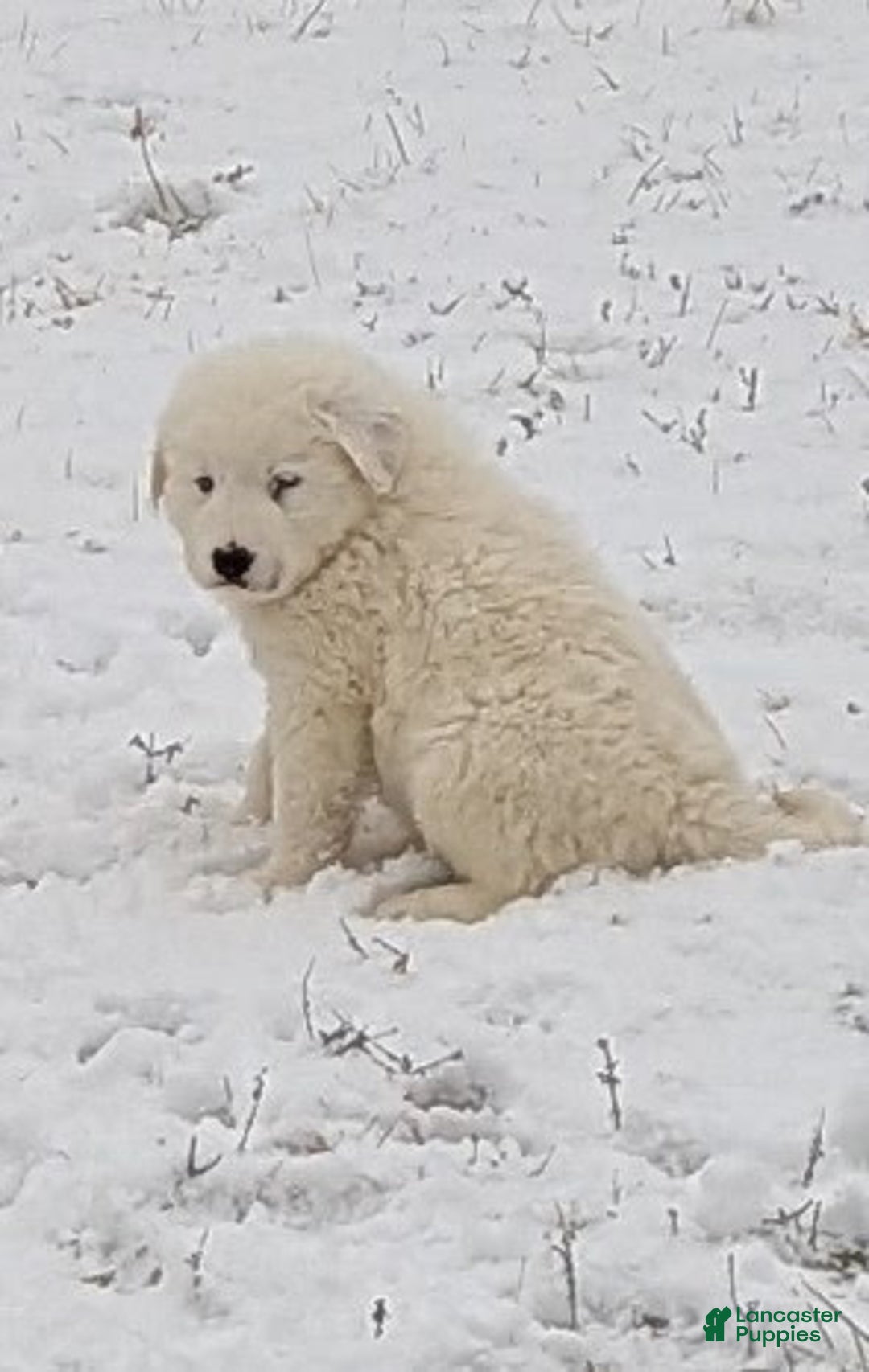 Great Pyrenees dogs for sale: Casper - Ad 1