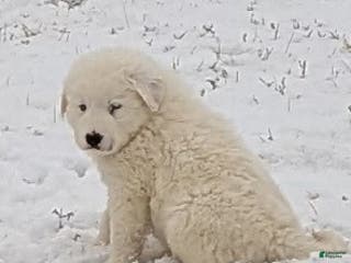Great Pyrenees dogs Casper - Ad 15
