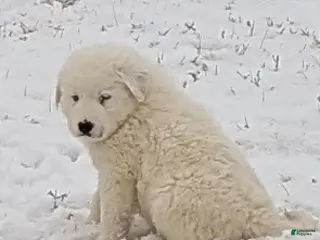 Great Pyrenees dogs Casper - Ad 19
