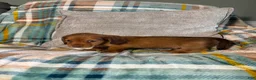 Miniature Dachshund dogs for sale: Miniature Dachshund 1 - Ad 4